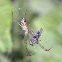 Leucauge dromedaria at Higgins, ACT - 25 Jan 2022