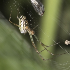 Leucauge dromedaria at Higgins, ACT - 25 Jan 2022