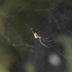 Leucauge dromedaria at Higgins, ACT - 25 Jan 2022