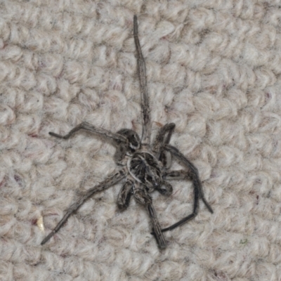 Tasmanicosa sp. (genus) (Tasmanicosa wolf spider) at Higgins, ACT - 24 Jan 2022 by AlisonMilton