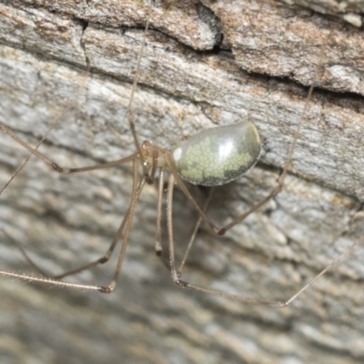 Unidentified Spider (Araneae) at Higgins, ACT - 22 Jan 2022 by AlisonMilton