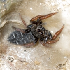 Holoplatys invenusta (Jumping spider) at Higgins, ACT - 25 Jan 2022 by AlisonMilton