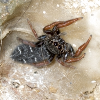 Holoplatys invenusta (Jumping spider) at Higgins, ACT - 25 Jan 2022 by AlisonMilton