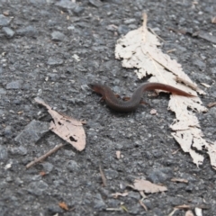 Saproscincus sp. by Liam.m