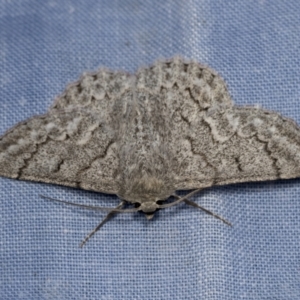 Crypsiphona ocultaria at Higgins, ACT - 23 Jan 2022