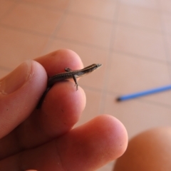 Cryptoblepharus pulcher (Fence Skink) at Tinbeerwah, QLD - 18 Jan 2022 by Liam.m