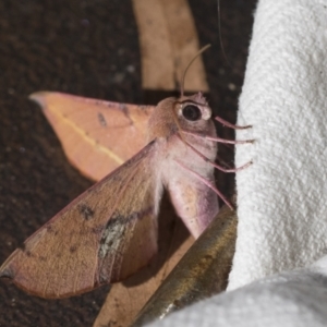 Oenochroma vinaria at Higgins, ACT - 26 Jan 2022 04:11 PM