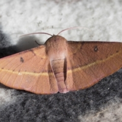 Oenochroma vinaria at Higgins, ACT - 26 Jan 2022