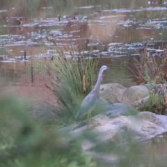 Egretta novaehollandiae (White-faced Heron) at Goulburn, NSW - 29 Jan 2022 by Rixon