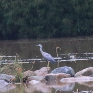 Egretta novaehollandiae at Goulburn, NSW - 29 Jan 2022 08:05 PM