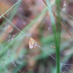 Meranda susialis (Three-lined Snout) at West Goulburn Bushland Reserve - 29 Jan 2022 by Rixon