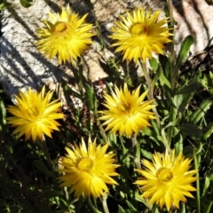 Xerochrysum subundulatum (Alpine Everlasting) at Cotter River, ACT - 27 Jan 2022 by JohnBundock