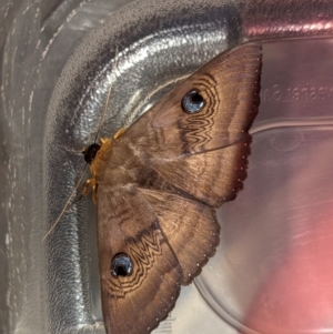 Dasypodia selenophora at Wright, ACT - 29 Jan 2022