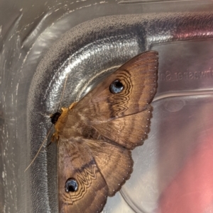 Dasypodia selenophora at Wright, ACT - 29 Jan 2022