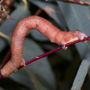 Arhodia lasiocamparia at Hawker, ACT - 26 Jan 2022