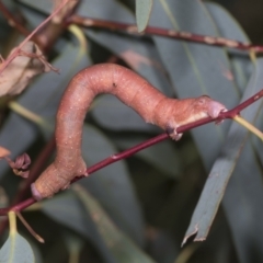 Arhodia lasiocamparia at Hawker, ACT - 26 Jan 2022