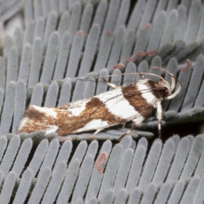 Macrobathra desmotoma ( A Cosmet moth) at Hawker, ACT - 26 Jan 2022 by AlisonMilton