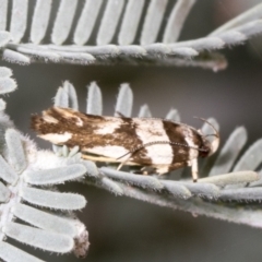 Macrobathra desmotoma at Hawker, ACT - 26 Jan 2022