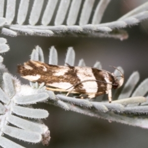 Macrobathra desmotoma at Hawker, ACT - 26 Jan 2022