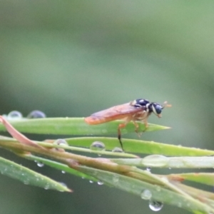 Pergagrapta sp. (genus) at Goulburn, NSW - 29 Jan 2022