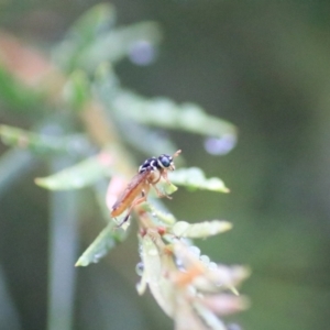 Pergagrapta sp. (genus) at Goulburn, NSW - 29 Jan 2022