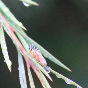 Pergagrapta sp. (genus) at Goulburn, NSW - 29 Jan 2022