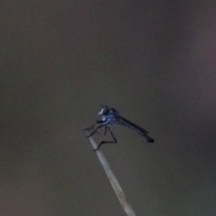 Cerdistus sp. (genus) (Yellow Slender Robber Fly) at Goulburn, NSW - 29 Jan 2022 by Rixon