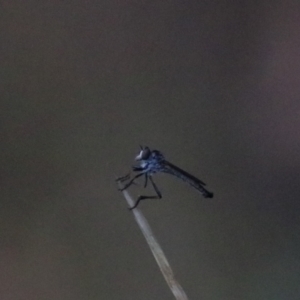 Cerdistus sp. (genus) at Goulburn, NSW - 29 Jan 2022