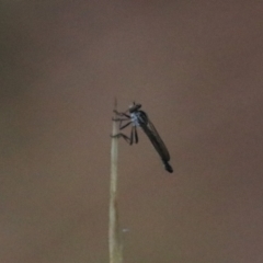 Cerdistus sp. (genus) at Goulburn, NSW - 29 Jan 2022