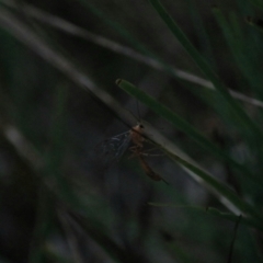 Netelia sp. (genus) (An Ichneumon wasp) at Goulburn, NSW - 29 Jan 2022 by Rixon