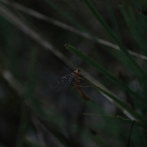 Netelia sp. (genus) at Goulburn, NSW - 29 Jan 2022