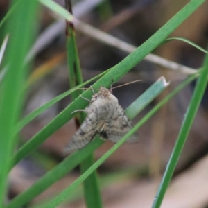 Helicoverpa (genus) at Goulburn, NSW - 29 Jan 2022