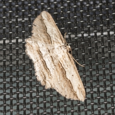 Euphronarcha luxaria (Striated Bark Moth) at Higgins, ACT - 27 Jan 2022 by AlisonMilton