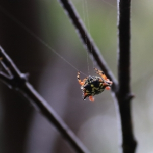 Austracantha minax at Goulburn, NSW - 29 Jan 2022