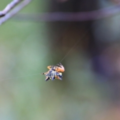 Austracantha minax at Goulburn, NSW - 29 Jan 2022