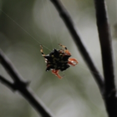 Austracantha minax at Goulburn, NSW - 29 Jan 2022