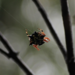 Austracantha minax at Goulburn, NSW - 29 Jan 2022 06:36 PM