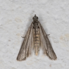 Meyrickiella homosema (Grey Snout Moth) at Melba, ACT - 9 Nov 2021 by kasiaaus
