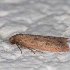 Tachystola acroxantha at Melba, ACT - 10 Nov 2021