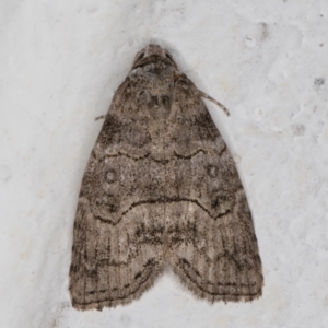 Calathusa sp nr dispila at Melba, ACT - 10 Nov 2021 11:04 PM