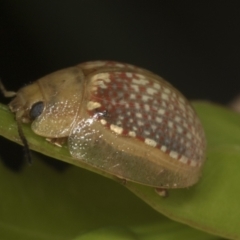 Paropsisterna decolorata (A Eucalyptus leaf beetle) at Higgins, ACT - 24 Jan 2022 by AlisonMilton