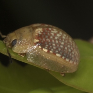 Paropsisterna decolorata at Higgins, ACT - 24 Jan 2022 12:48 PM