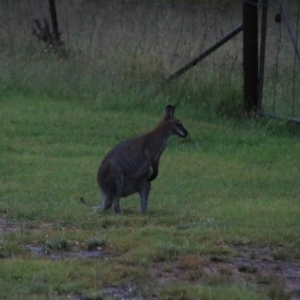 Notamacropus rufogriseus at Goulburn, NSW - 29 Jan 2022 06:24 PM