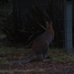 Notamacropus rufogriseus at Goulburn, NSW - 29 Jan 2022 06:24 PM