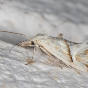 Heliocosma argyroleuca at Melba, ACT - 10 Nov 2021