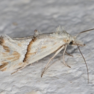 Heliocosma argyroleuca at Melba, ACT - 10 Nov 2021 11:07 PM