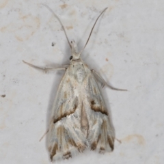 Heliocosma argyroleuca at Melba, ACT - 10 Nov 2021