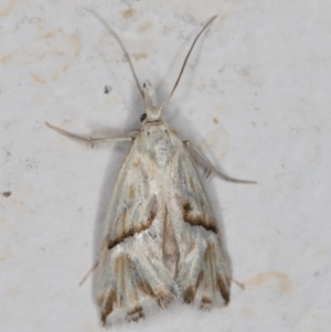 Heliocosma argyroleuca at Melba, ACT - 10 Nov 2021