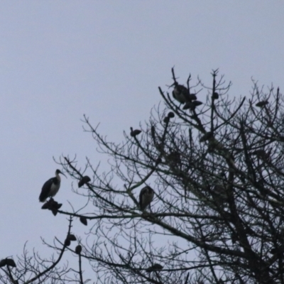 Threskiornis spinicollis (Straw-necked Ibis) at Goulburn, NSW - 29 Jan 2022 by Rixon