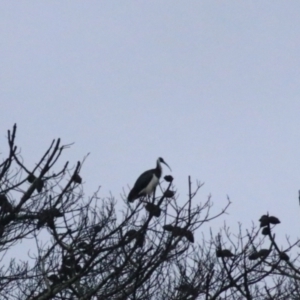 Threskiornis spinicollis at Goulburn, NSW - 29 Jan 2022